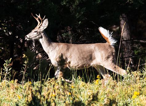 Coues deer are hard to hunt, challenging to stalk and difficult to shoot. . Couse white tail classifieds